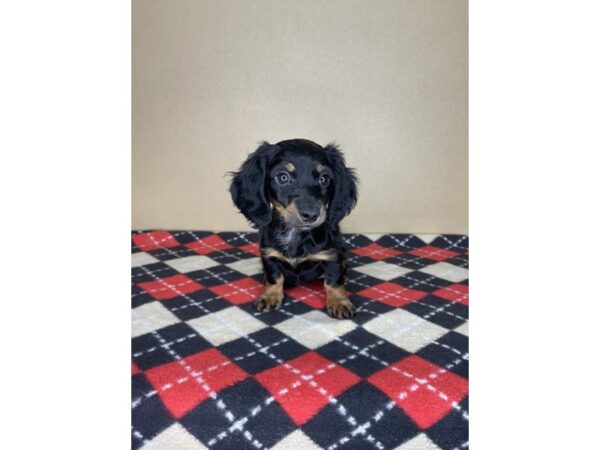 Dachshund DOG Female Black / Tan 2259 Petland Florence, Kentucky