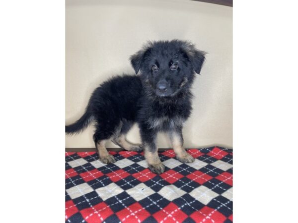 German Shepherd Dog DOG Female Black / Tan 2246 Petland Florence, Kentucky