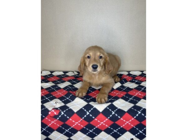 Golden Retriever-DOG-Female-Golden-2260-Petland Florence, Kentucky