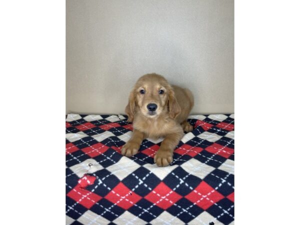 Golden Retriever DOG Female Golden 2260 Petland Florence, Kentucky