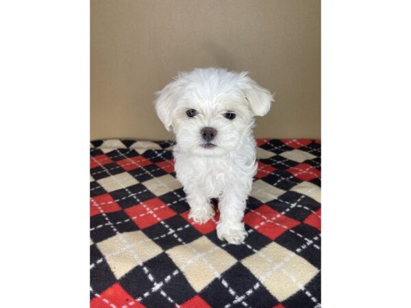 Maltese-DOG-Male-White-2245-Petland Florence, Kentucky