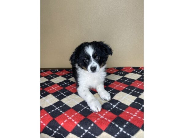 Australian Shepherd DOG Female Black 2248 Petland Florence, Kentucky