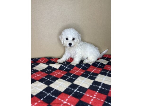 Bichon Frise DOG Female White 2244 Petland Florence, Kentucky