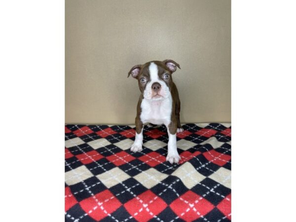 Boston Terrier-DOG-Male-Seal / White-2258-Petland Florence, Kentucky