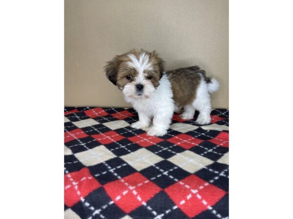 Lhasa Apso DOG Male Golden / White 2262 Petland Florence, Kentucky