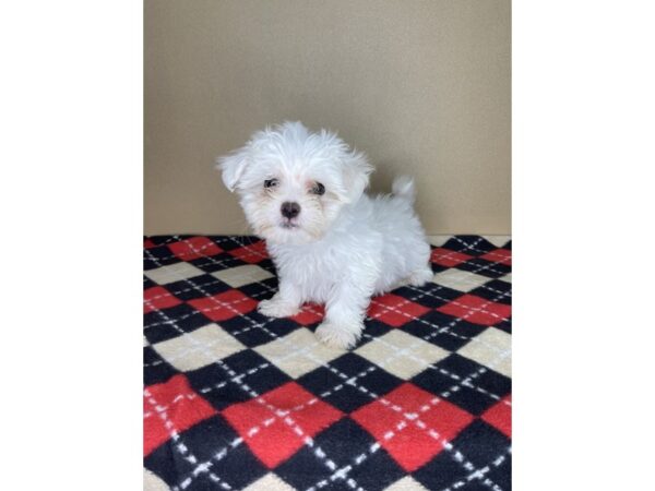 Maltese DOG Male White 2263 Petland Florence, Kentucky