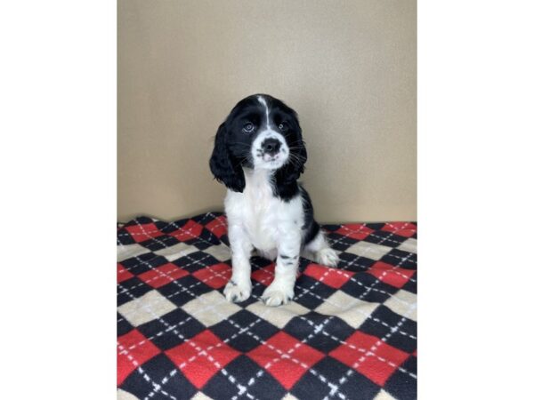 Cocker Spaniel DOG Female Black / White 2261 Petland Florence, Kentucky