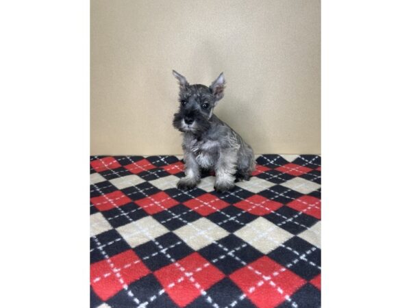 Miniature Schnauzer DOG Male Salt / Pepper 2257 Petland Florence, Kentucky