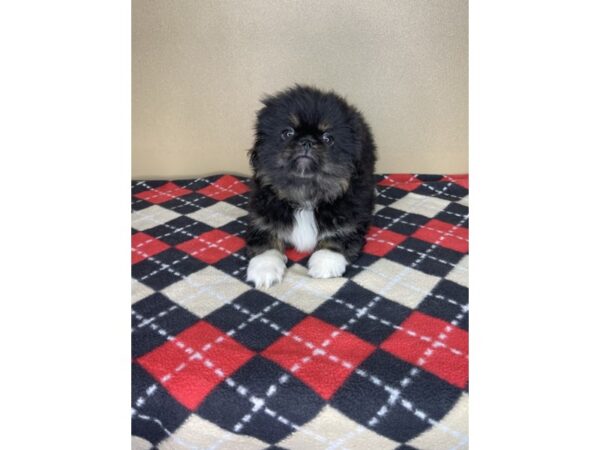 Pekingese DOG Male Black 2250 Petland Florence, Kentucky