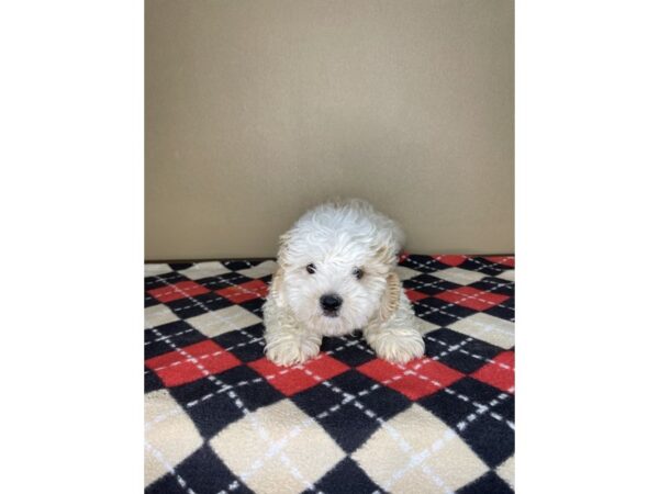 ShizaPoo-DOG-Male-Gold / White-2251-Petland Florence, Kentucky