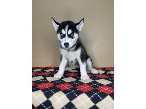 Siberian Husky DOG Female Black / White 2252 Petland Florence, Kentucky