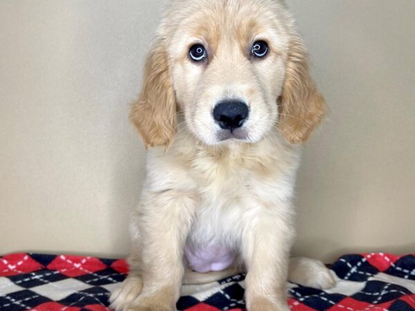 Golden Retriever-DOG-Female-Golden-2273-Petland Florence, Kentucky