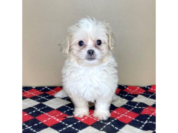 Pekeapoo-DOG-Female-Cream-2271-Petland Florence, Kentucky