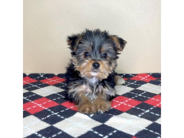 Yorkshire Terrier-DOG-Male-Black / Tan-2270-Petland Florence, Kentucky
