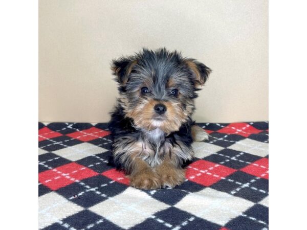 Yorkshire Terrier DOG Male Black / Tan 2270 Petland Florence, Kentucky