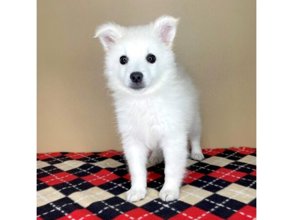 American Eskimo Dog DOG Male White 2266 Petland Florence, Kentucky