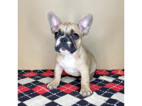 French Bulldog DOG Male Fawn 2268 Petland Florence, Kentucky