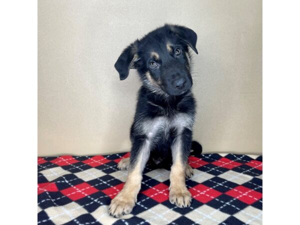 German Shepherd DOG Male Black & Tan 2285 Petland Florence, Kentucky