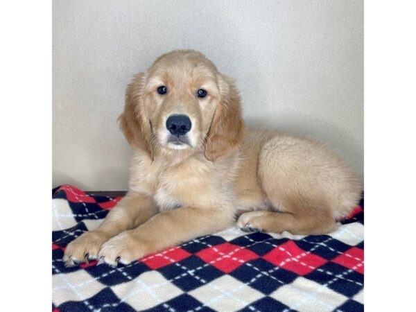 Golden Retriever DOG Male Dark Golden 2283 Petland Florence, Kentucky