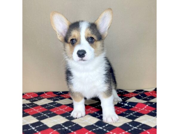 Pembroke Welsh Corgi DOG Male Black Tan / White 2282 Petland Florence, Kentucky