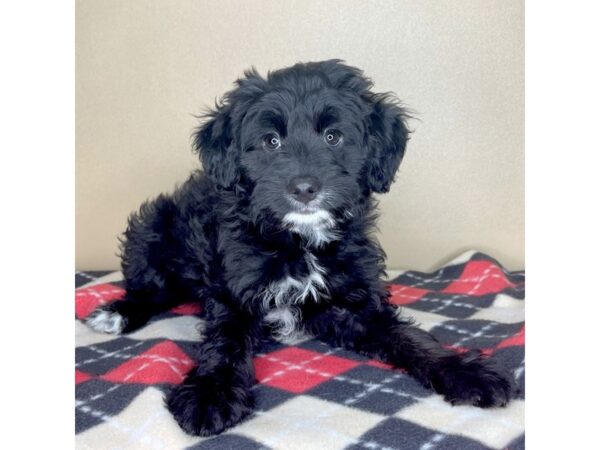 Aussiepoo-DOG-Female-Black-2280-Petland Florence, Kentucky