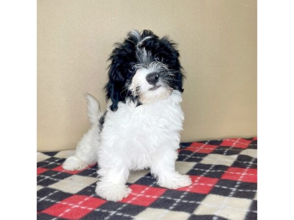 Havanese DOG Male Black 2277 Petland Florence, Kentucky