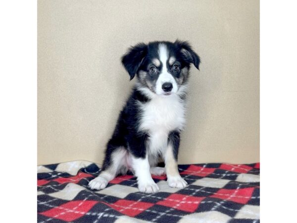 Miniature Australian Shepherd DOG Female Black 2276 Petland Florence, Kentucky