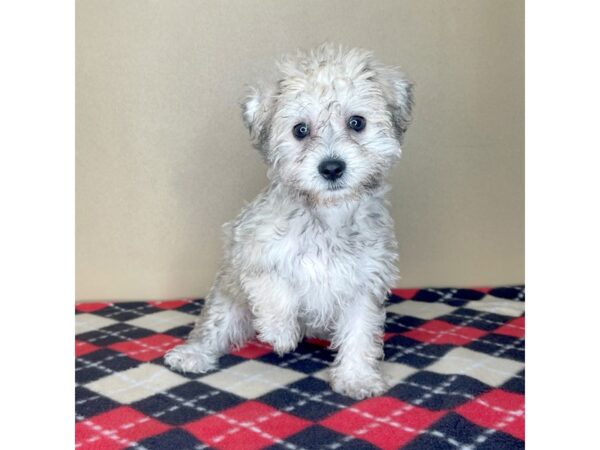 Schnoodle-DOG-Female-Cream Sable-2275-Petland Florence, Kentucky