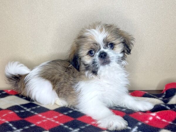 Shih Tzu DOG Male Gold / White 2274 Petland Florence, Kentucky