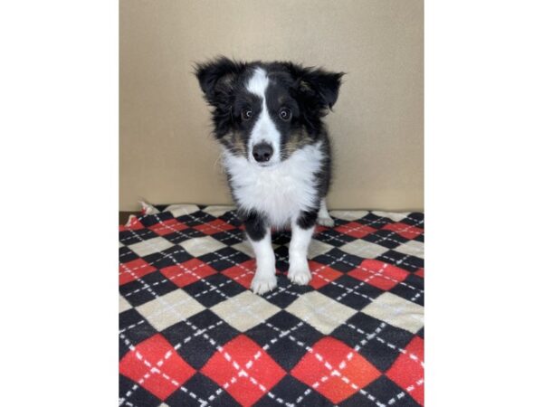 Shetland Sheepdog DOG Male Black 2288 Petland Florence, Kentucky