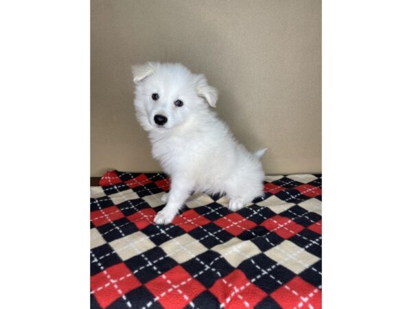 American Eskimo Dog DOG Male White 2296 Petland Florence, Kentucky