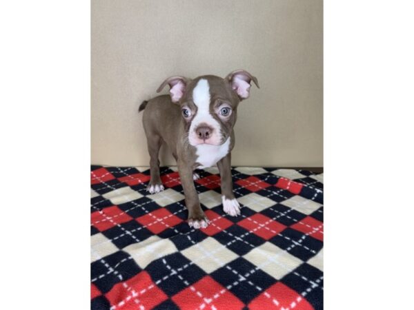 Boston Terrier DOG Female Seal / White 2295 Petland Florence, Kentucky