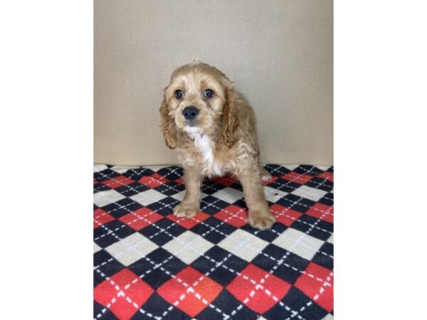 Cock A Poo-DOG-Male-Red-2287-Petland Florence, Kentucky