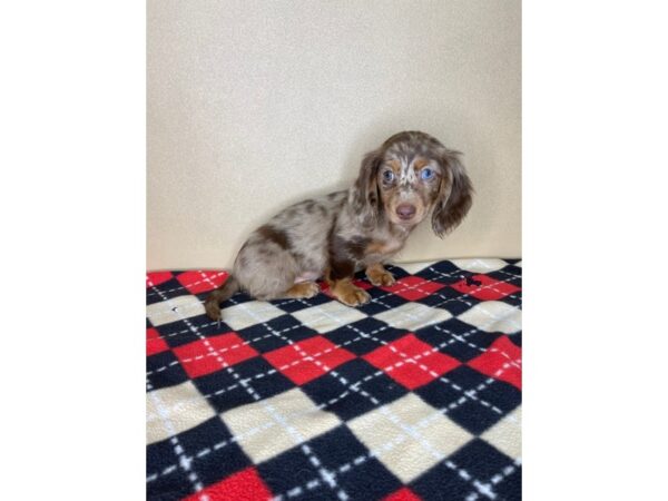 Dachshund DOG Male Chocolate / Tan 2289 Petland Florence, Kentucky