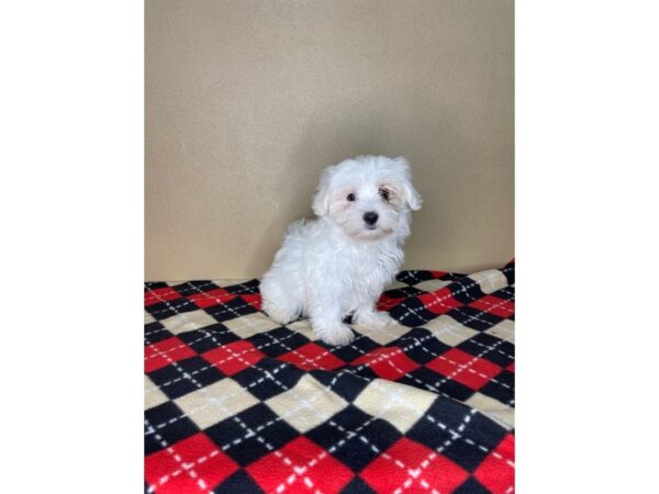 Maltese DOG Male White 2293 Petland Florence, Kentucky