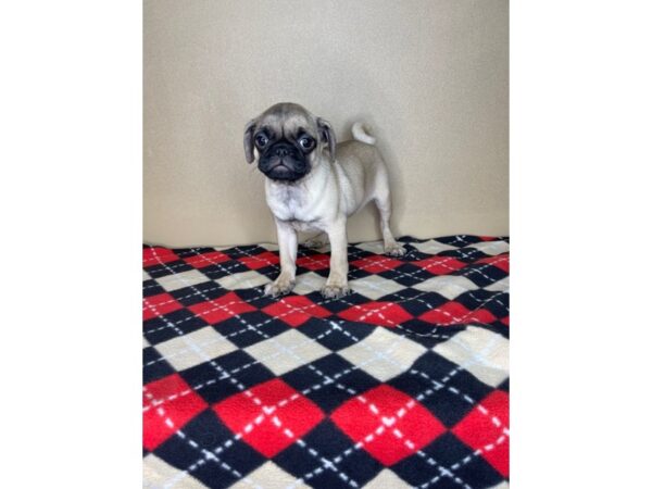 Pug-DOG-Female-Fawn-2292-Petland Florence, Kentucky