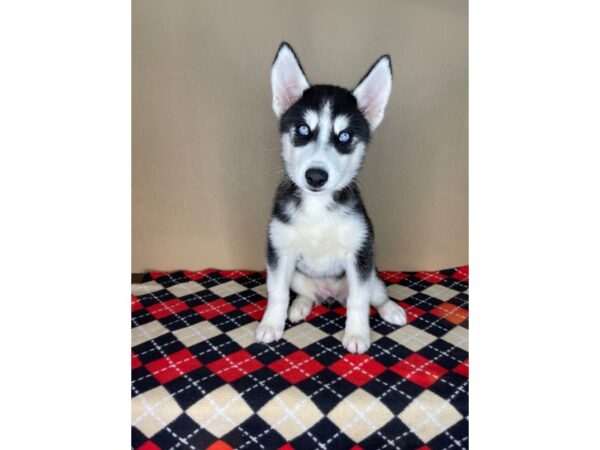 Siberian Husky DOG Female Black / White 2291 Petland Florence, Kentucky