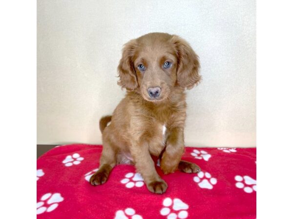 F1B2 Mini Goldendoodle-DOG-Male-Red-2312-Petland Florence, Kentucky