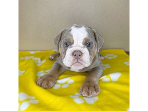 Olde English Bulldog-DOG-Female-Tri-Color Lilac-2311-Petland Florence, Kentucky