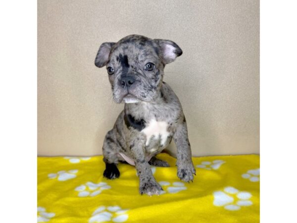 Frenchton-DOG-Male-Chocolate Merle-2310-Petland Florence, Kentucky