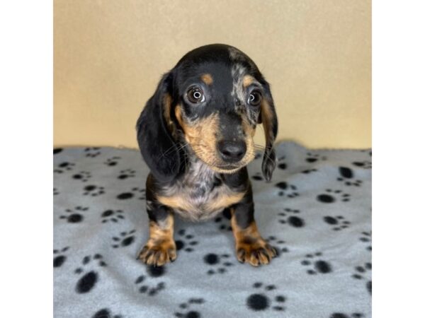 Dachshund DOG Male Black / Tan 2308 Petland Florence, Kentucky