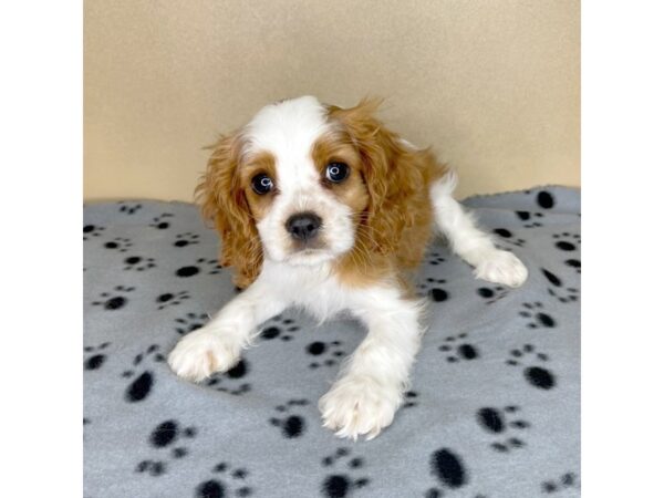 Cavalier King Charles Spaniel-DOG-Male-Blenheim-2307-Petland Florence, Kentucky