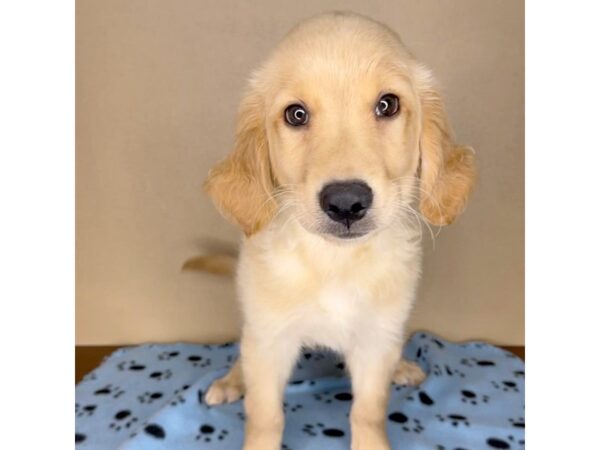 Golden Retriever-DOG-Male-Golden-2306-Petland Florence, Kentucky