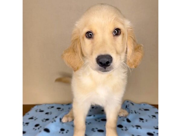 Golden Retriever DOG Male Golden 2306 Petland Florence, Kentucky