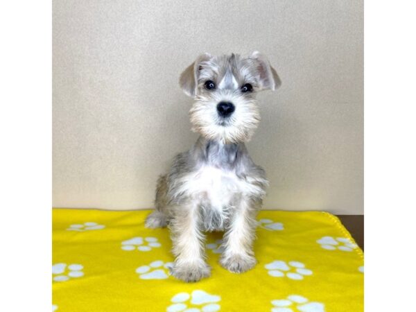 Schnorkie-DOG-Male-Gold Sable-2305-Petland Florence, Kentucky