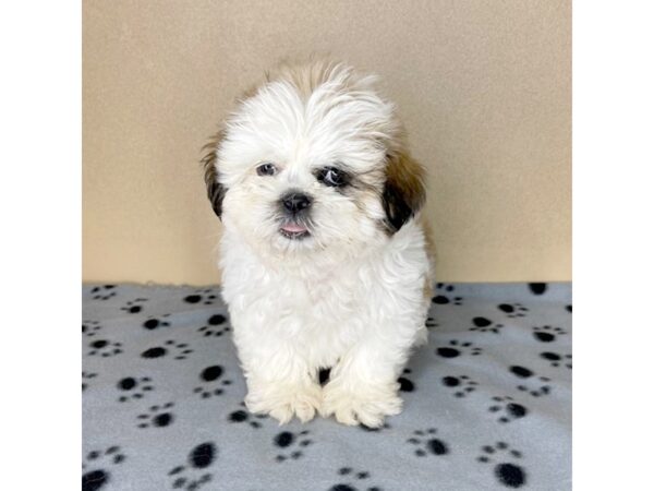 Shih Tzu DOG Female Gold / White 2304 Petland Florence, Kentucky