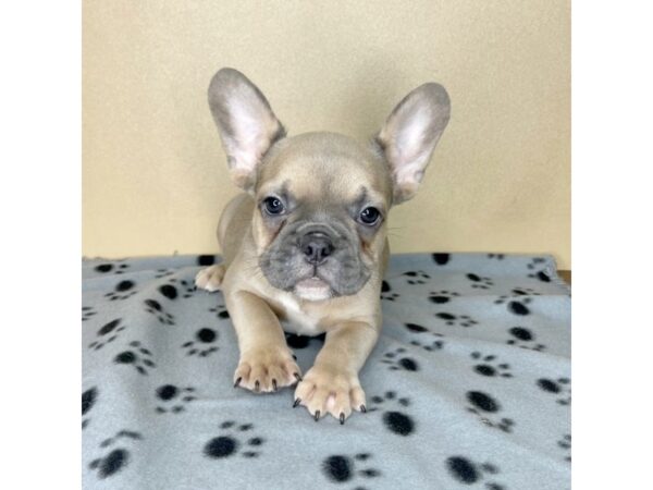 French Bulldog DOG Male Blue Fawn 2303 Petland Florence, Kentucky