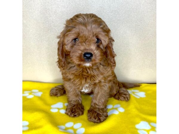 Cavapoo DOG Female Red 2302 Petland Florence, Kentucky