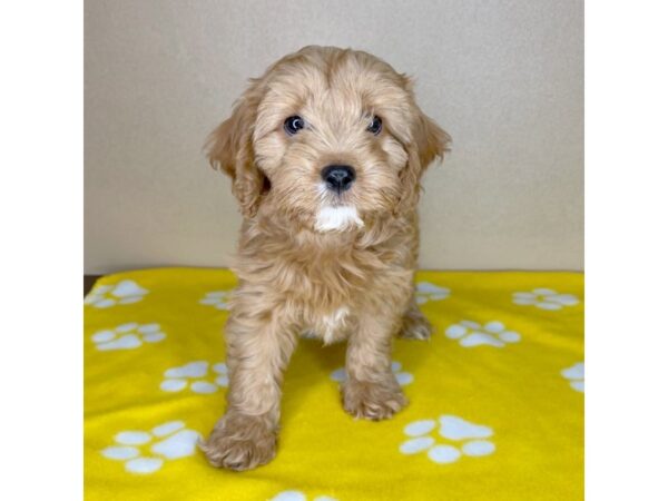 Cavapoo DOG Male Red 2301 Petland Florence, Kentucky