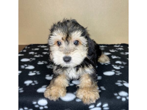 Yochon DOG Male Black / Tan 2300 Petland Florence, Kentucky